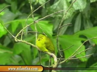 Sinharaja Rainforest & bodinagla
