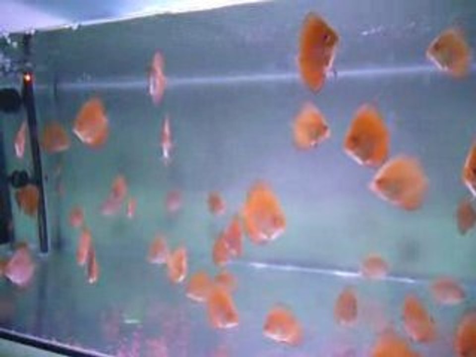 Panda yavrular 2.5 aylık