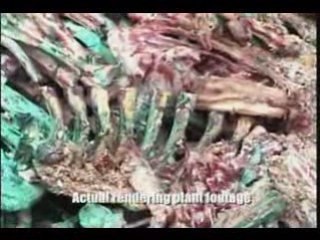 LET'S MAKE YOUR CAT LIVE A LONGER AND BETTER LIFE!