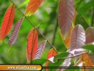 Sinharaja Rainforest & bodinagla