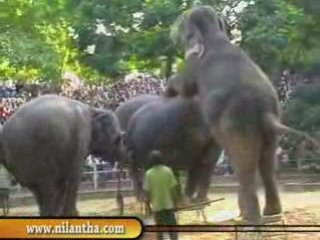 sri lanka National zoological gardens Dehiwala
