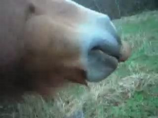 La grattouille à Flamby