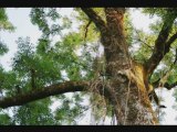 Naturfilm-blumen-sonnenuntergänge-bäume