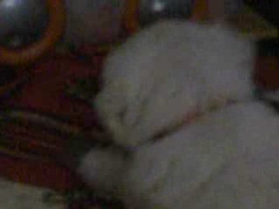 Der stachlige Rest vom Weihnachtsbaum