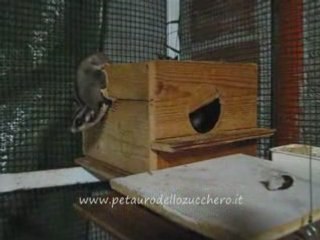 Femmina di petauro dello zucchero gravida fa uno spuntino