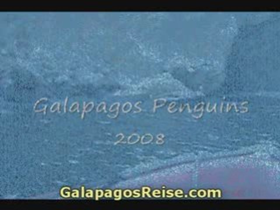 Video Galapagos Penguins By Jessica Meza