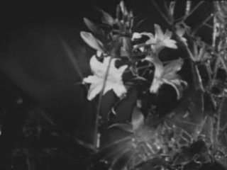 1000 Funerals - Portrait Of A Dream