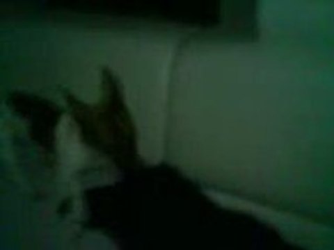 jack russel ne veut pas que son papa joue a la console