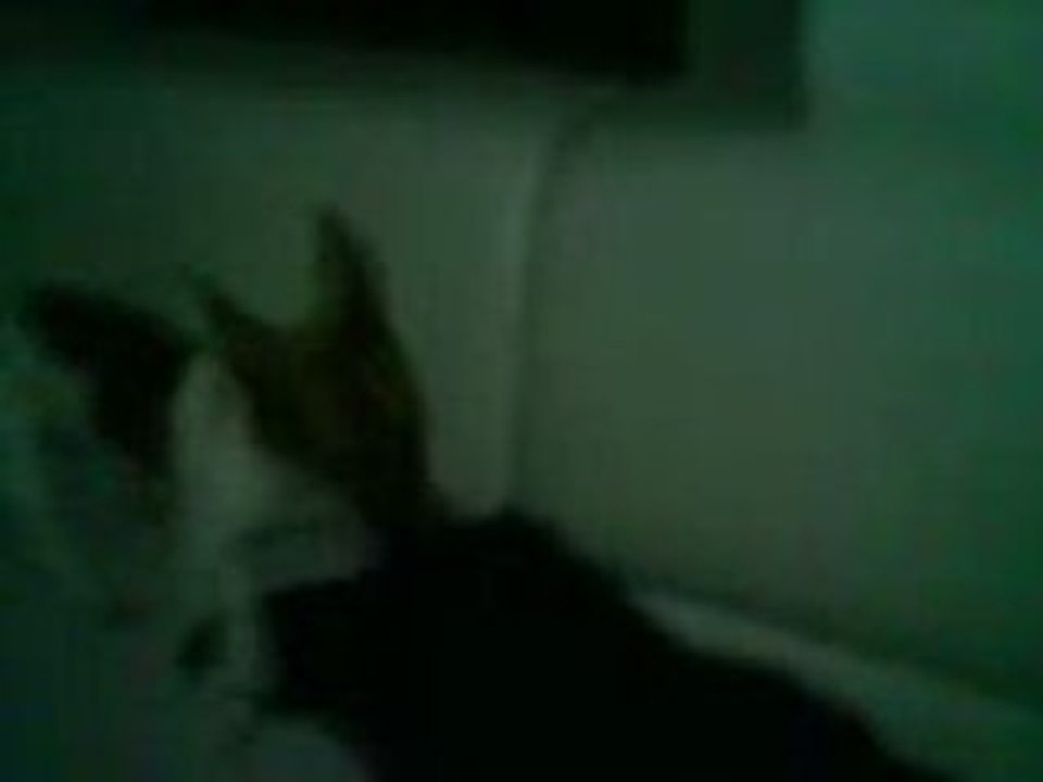 jack russel ne veut pas que son papa joue a la console