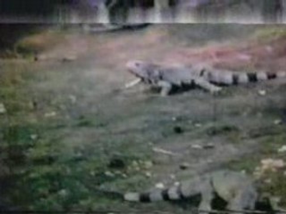 lizzardlove