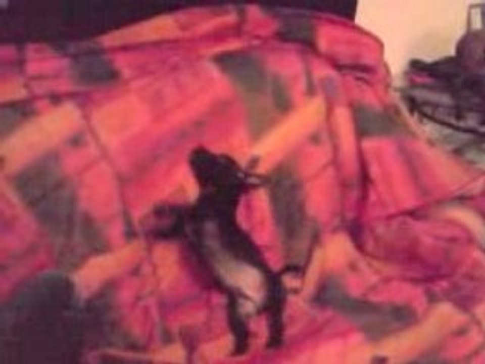 Video an'tai staffies2