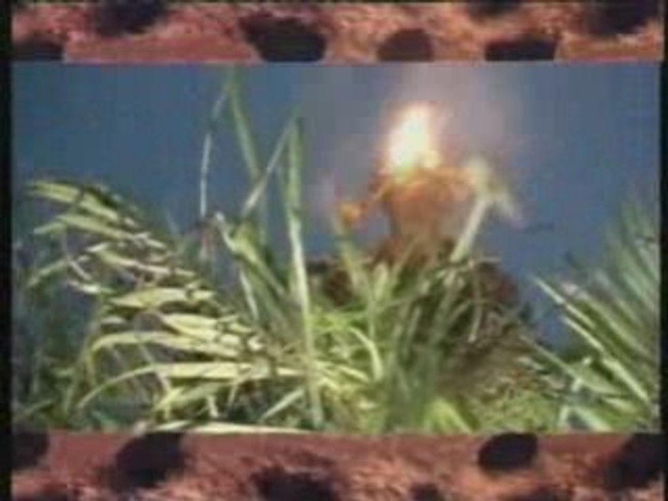 Vickos ekondo - Mimba