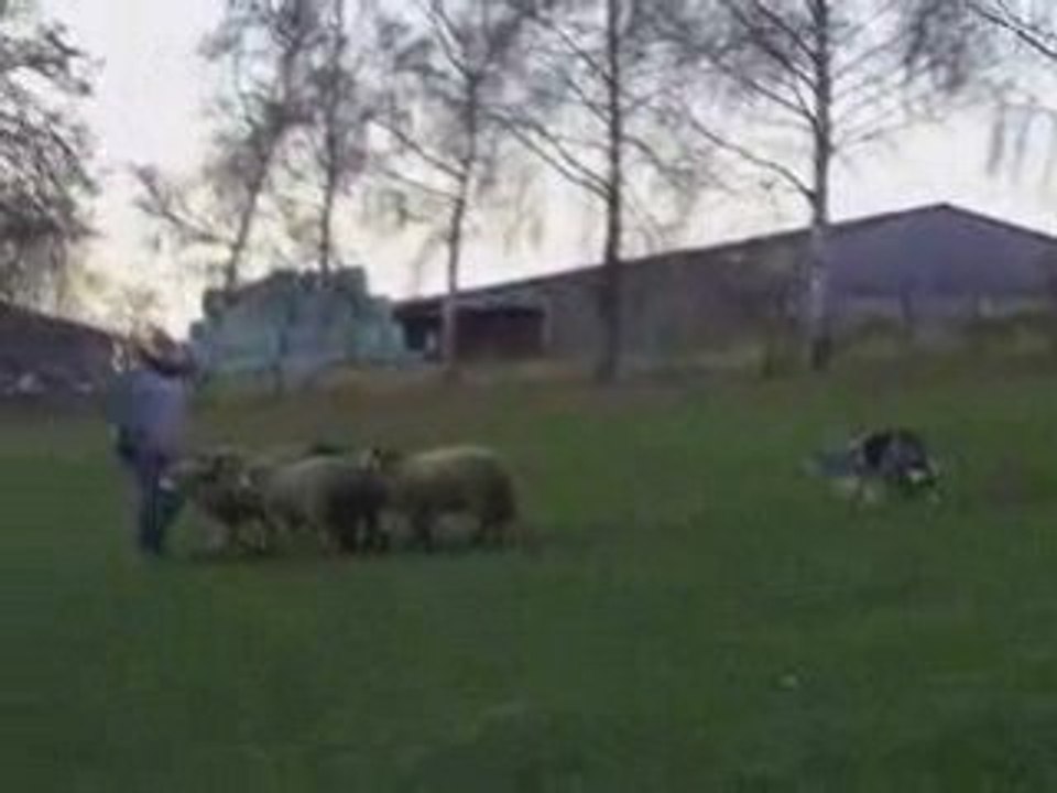 Dixie journée troupeau du 03/01/2009 chez François