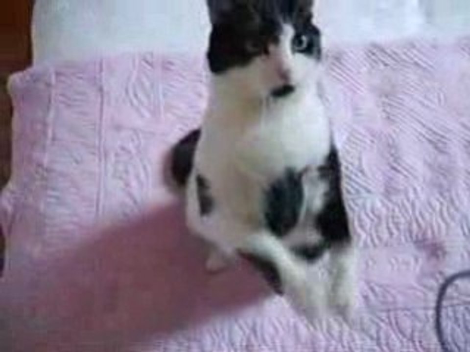 CHAT QUI PRIS