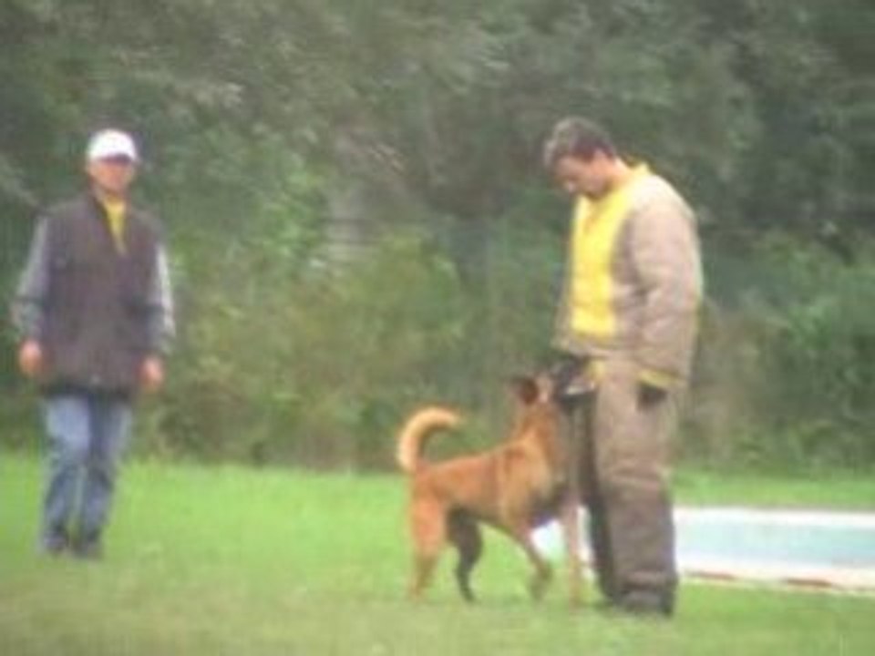 malinois-passion.site