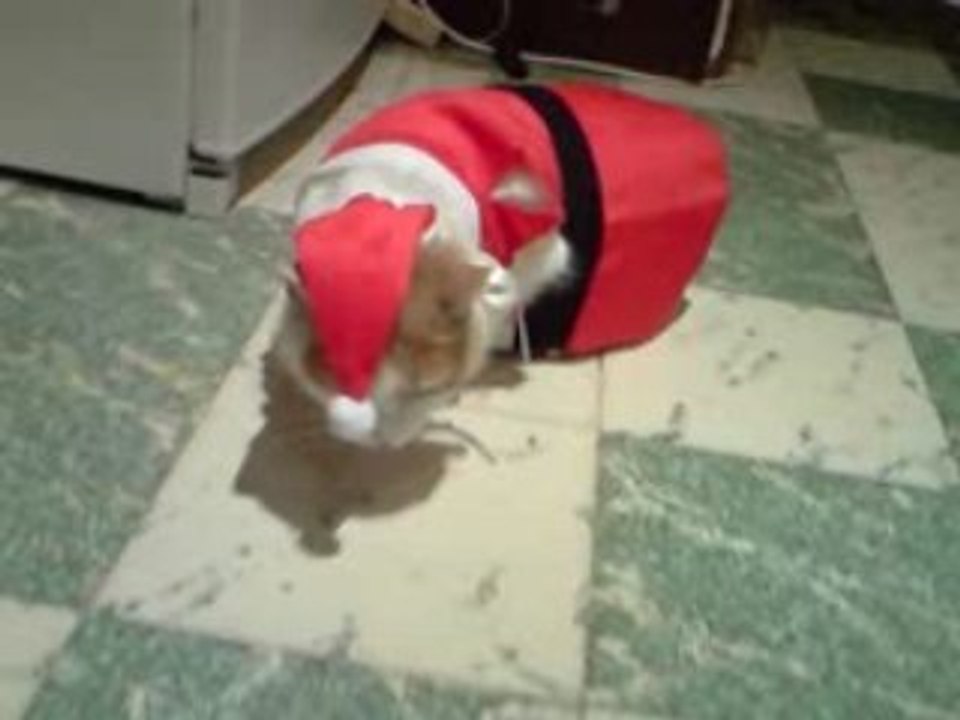 Chat du pere noel avant la tournée des cadeaux