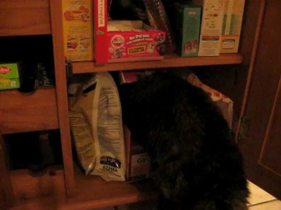 Mon chat aime whiskas!