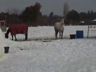 LES CHEVAUX DANS LA NEIGE 8/01/09 SUD-EST