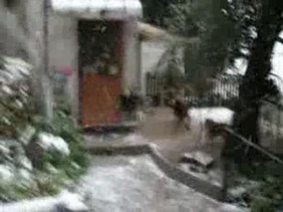 Jeryy saute pour gober la neige 7.01.09