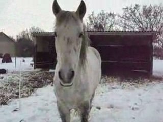 LES CHEVAUX DANS LA NEIGE 8/01/09 SUD-EST