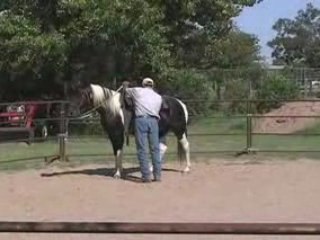 Gaited homozygous Missouri Foxtrotter 4 sale round pen video