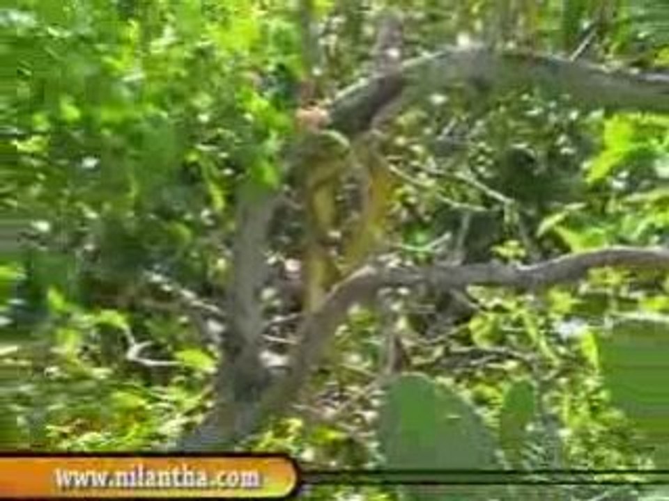 sri lanka yala National Park