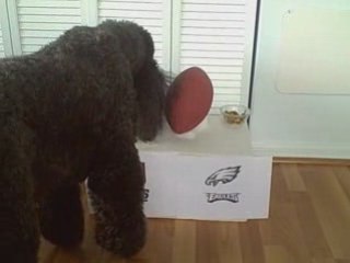 Poodle Picks the Winner of Eagles vs. Giants