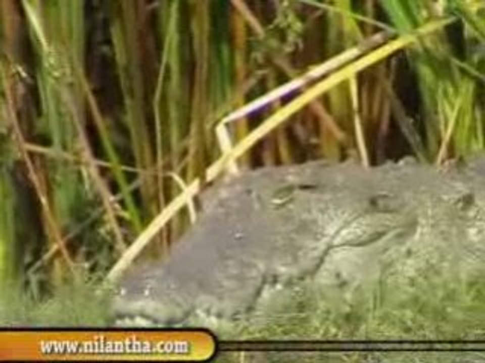 sri lanka yala National Park