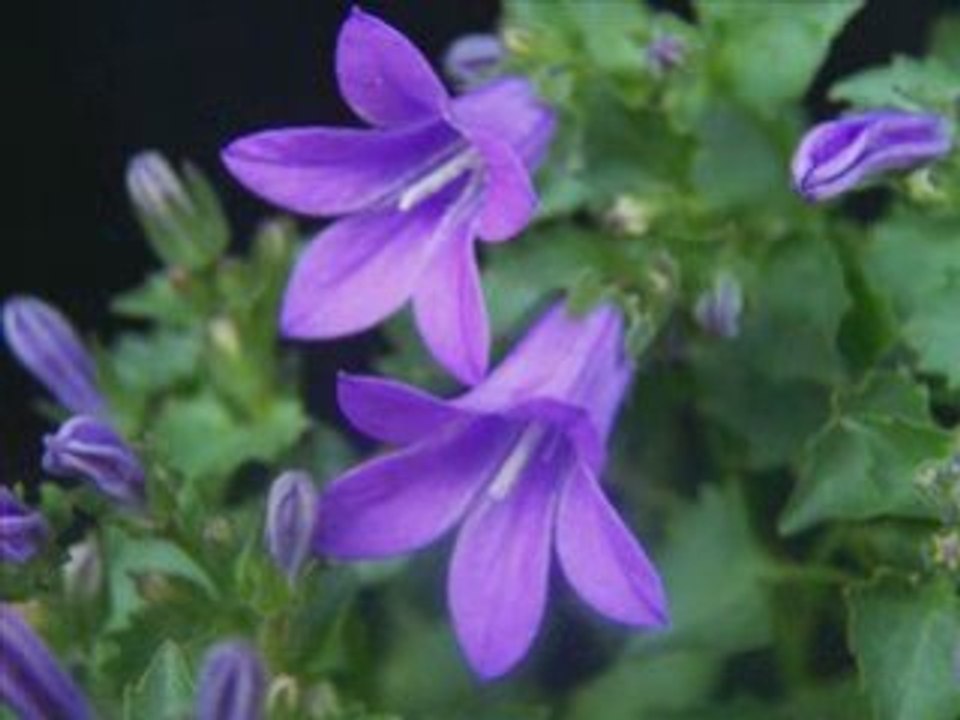 Serenade Toselli _ INESSA GALANTE