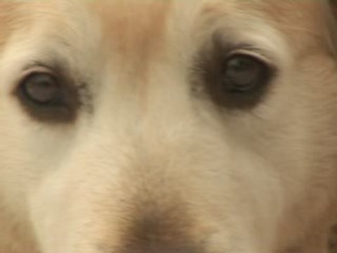 Les chiens aussi passent de bonnes vacances!!!