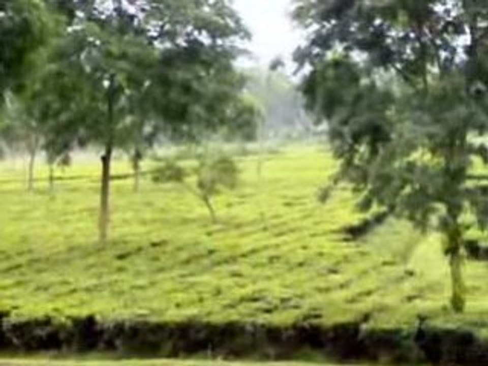 Rangmang Tea Garden
