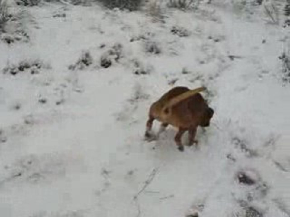 Arthur a la neige