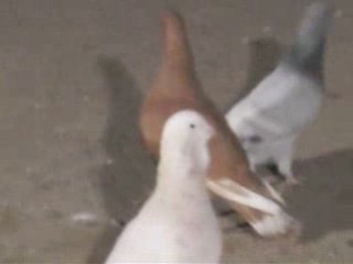 Fehmi ateş/şanlıurfa garip alıştırma www.guvercinurfa.com