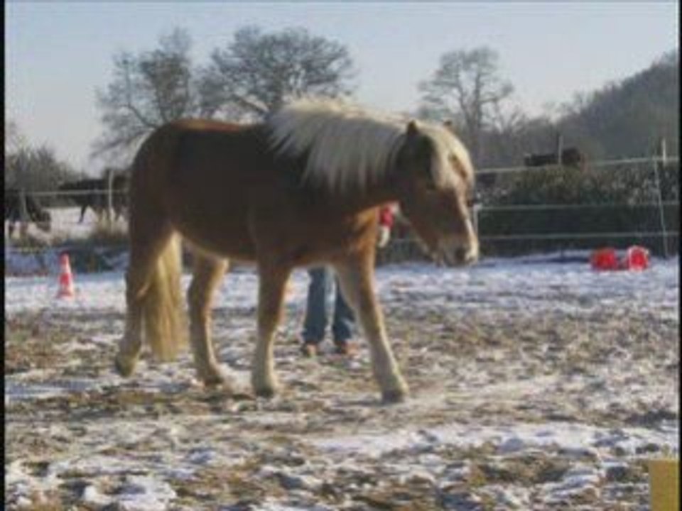 Mon haflinger Radjah