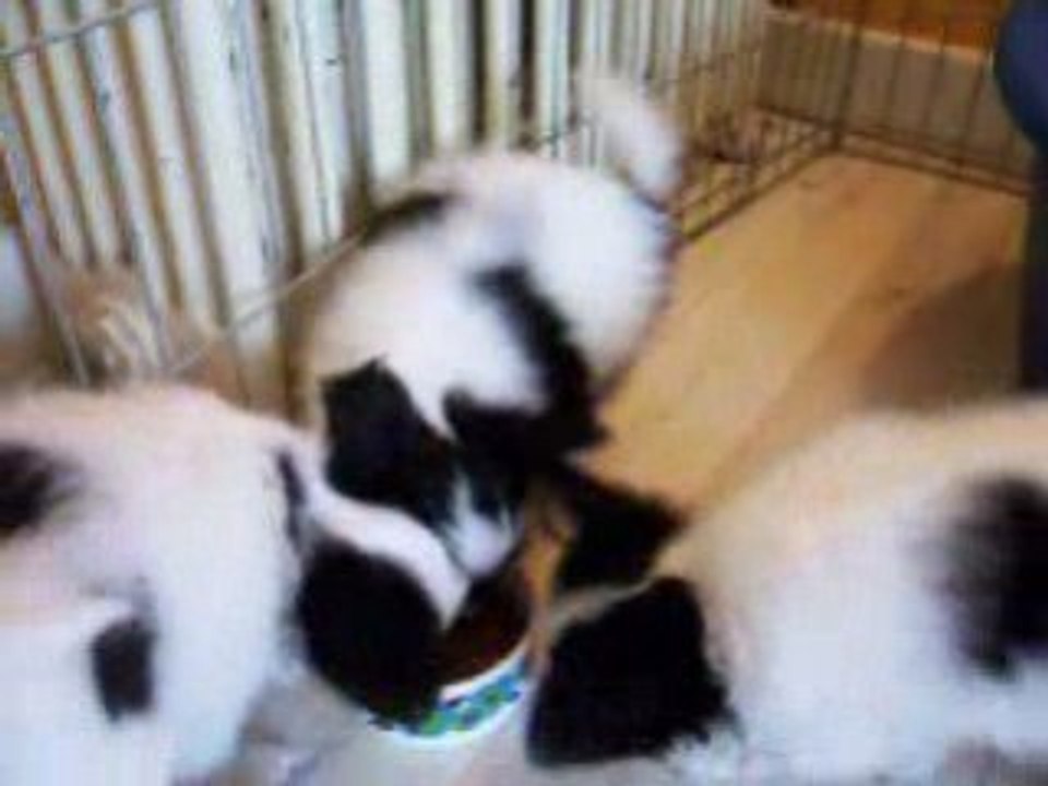 Vidéo de Kenzo pour Alexandra.