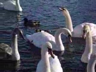 Zimujące łabędzie i kaczki