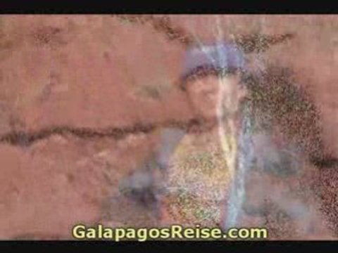 Galapagos Tours and Cruises. Sealions