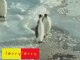 funny pingouin