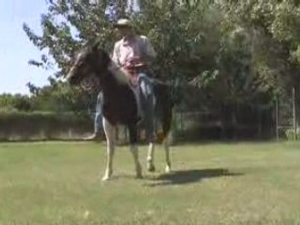 Gaited tobiano Missouri Foxtrotter for sale bareback video