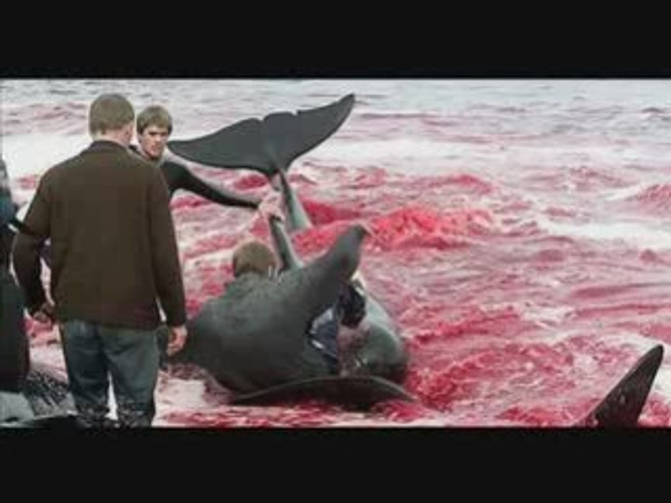 Cat Stevens - Morning has broken( Protect the seal)