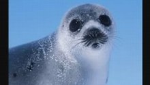 Cat Stevens - Morning has broken( Protect the seal)