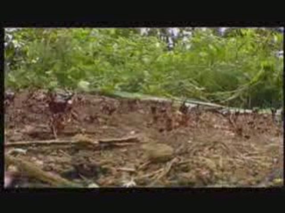 Муравьи (новости и коментарии)