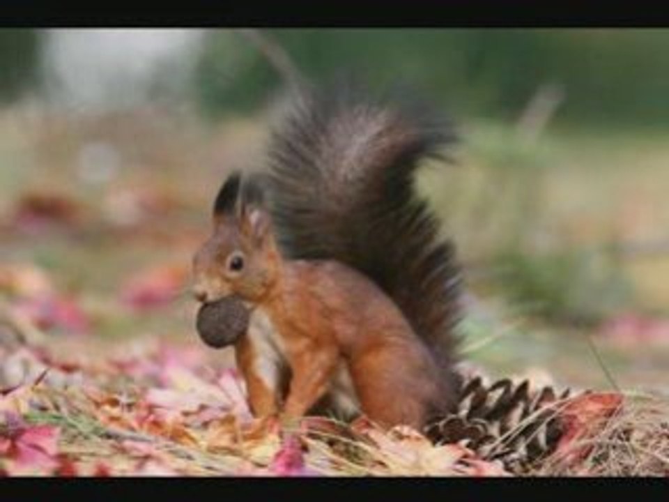 Nature Photography Fotografia Naturalistica