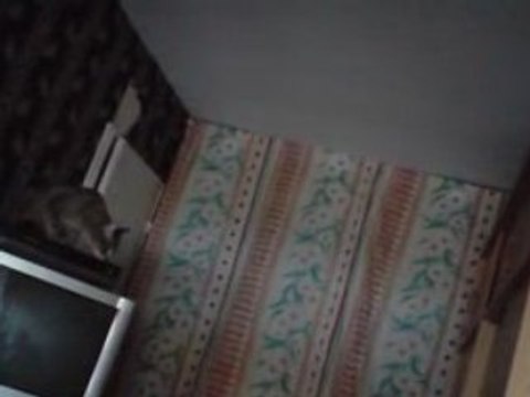 Un chat trop fort qui saute! lol