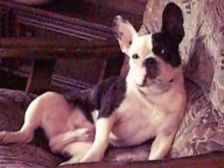 Petit plaisir solitaire (chien)