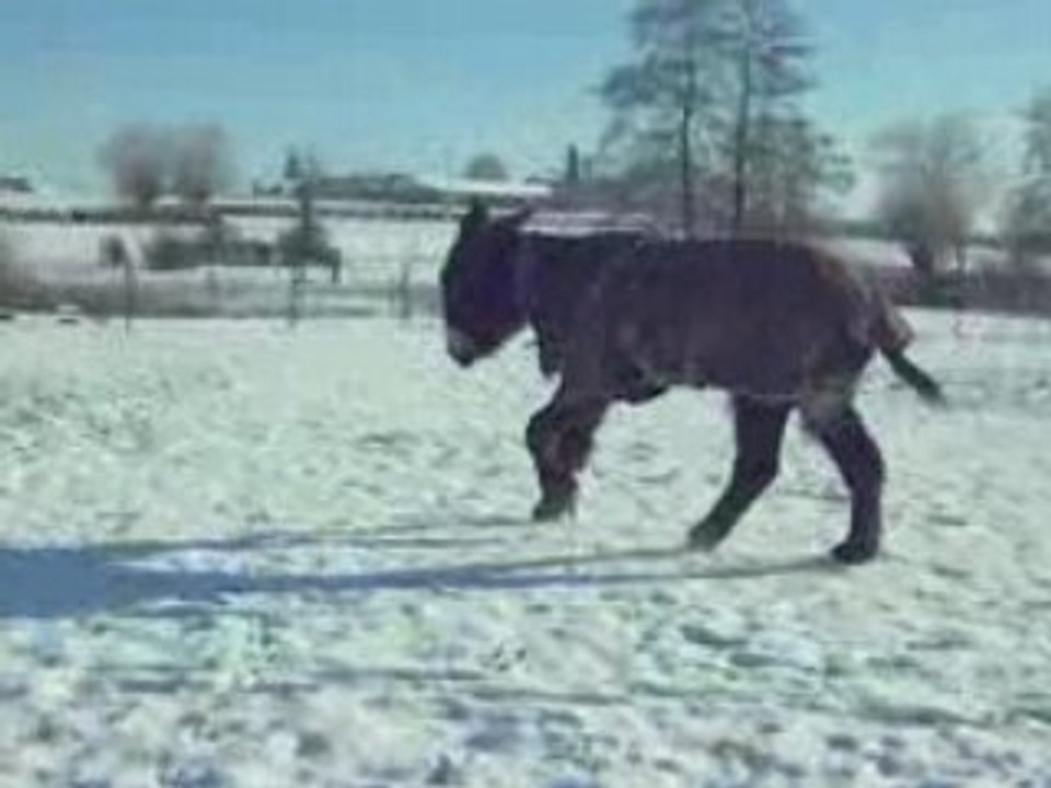 martin perou neige pature 1