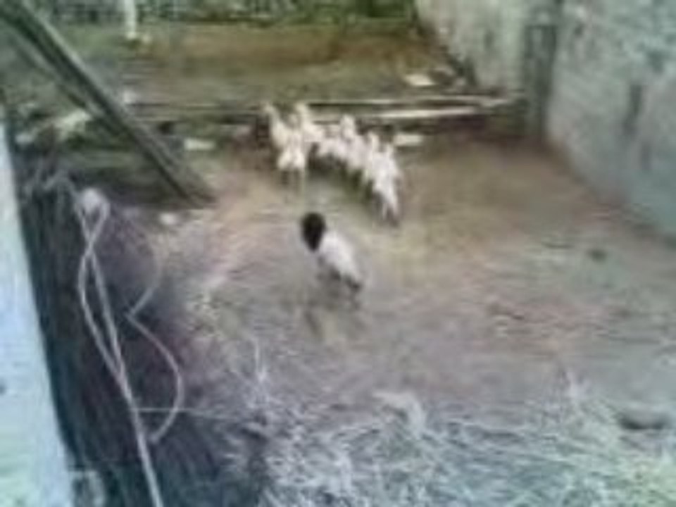 scary sheep