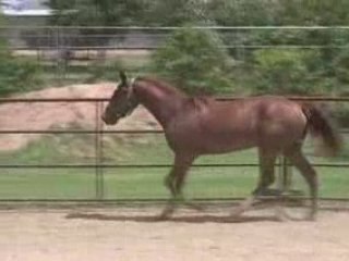Missouri Fox Trotter yearling gelding in the round pen