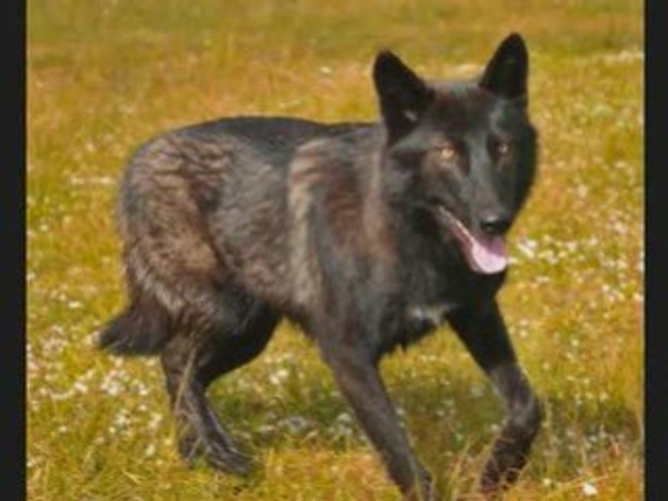 A Wild Wednesday by Zoological Wildlife Foundation