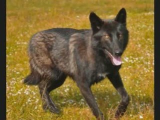 A Wild Wednesday by Zoological Wildlife Foundation